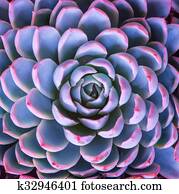 miniatura, suculento, plantas