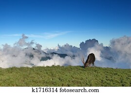 taiwan, Sambar, ligado, a, gramado, 2