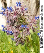 Borage Borago officinalis starflower