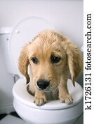 Dog on toilet Dog on toilet