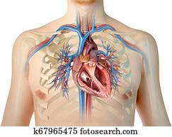 Human heart cross-section with vessels, lungs, bronchial tree and cut rib cage.