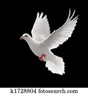 pigoen flying pigoen flying