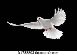 white pigeon white pigeon