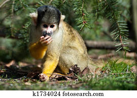 かわいい リスザル ピクチャー K Fotosearch