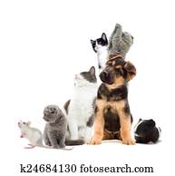 Pets looking Pets looking