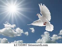 pigeon in the sky pigeon in the sky