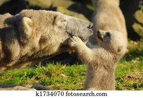 polar bear and cub polar bear and cub
