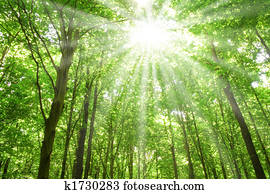 sunlight in trees of forest sunlight in trees of forest