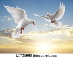 two doves two doves