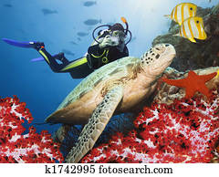 Green turtle underwater Green turtle underwater