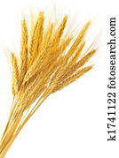 Isolated wheat ears Isolated wheat ears