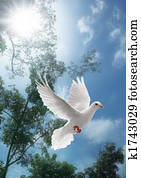 pombo branco, voando