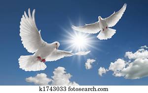 two flying doves two flying doves