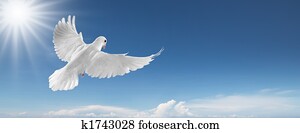 white dove in the sky