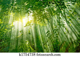 magic sunlights in forest magic sunlights in forest