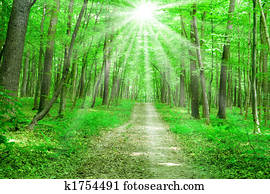 summer nature summer nature