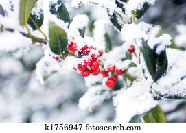 אירופאי, צינית