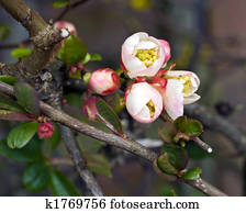 flowering quince