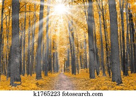 nature. forest in autumn