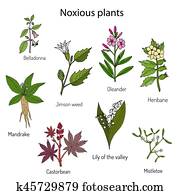 Poisonous plants collection. Poisonous plants collection.