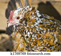 portrait of brown hen