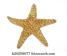 Starfish Starfish