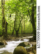 floresta verde, e, rio