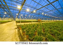 lírio, horticultura