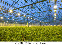 lírios, horticultura