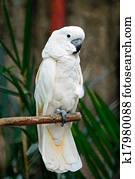 Moluccan Cockatoo