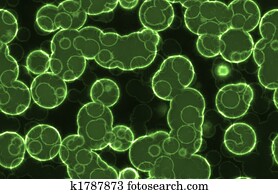 Bacteria Bacteria