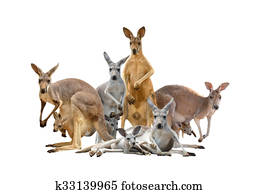 group of kangaroo group of kangaroo