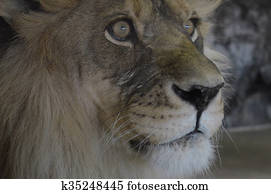 Lion Lion