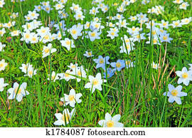 spring spring