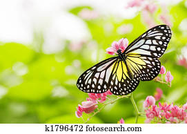 butterfly butterfly