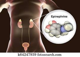 gland that produces epinephrine