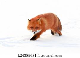 fox fox