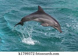 golfinho, pulo