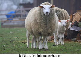 lamb lamb