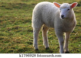 lamb lamb
