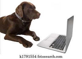 listo, perrito, usar la computadora portátil