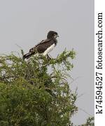 Martial eagle, Polemaetus bellicosus