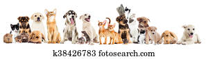 set pets set pets