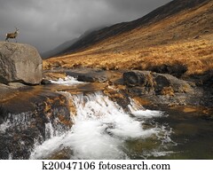 Stag in Glen Rosa - Isle of Arran - Scotland