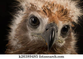 Young Brahminy Kite , Red-backed Sea-eagle