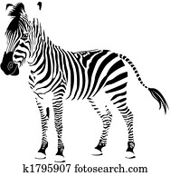 zebra, לבן