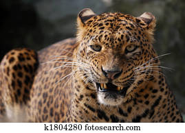 angry leopard angry leopard