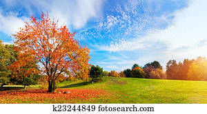 Autumn, fall landscape. Tree with colorful leaves. Panorama