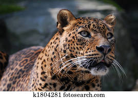 beautiful leopard beautiful leopard
