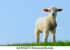 cute lamb in spring cute lamb in spring